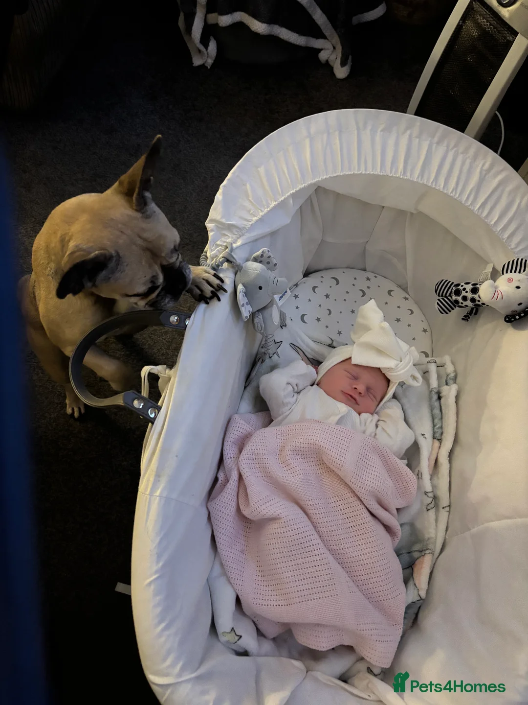 French Bulldog dogs for sale: French bulldog female  - Advert 1