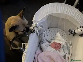 French Bulldog dogs French bulldog female - Advert 1