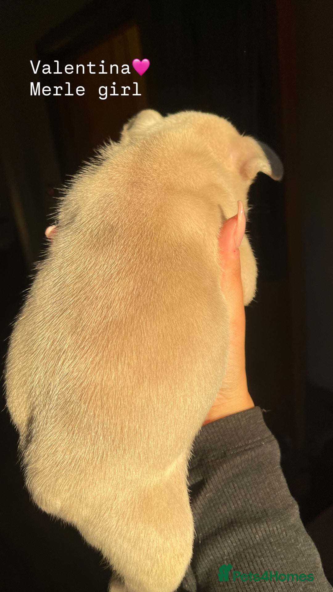 French Bulldog dogs for sale: Gorgeous pied and merle french bulldog puppies🩷💙 - Image 3