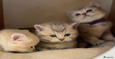 British Shorthair cats - Advert 9