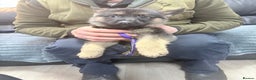 German Shepherd dogs for sale: German shepherd puppies - Advert 3