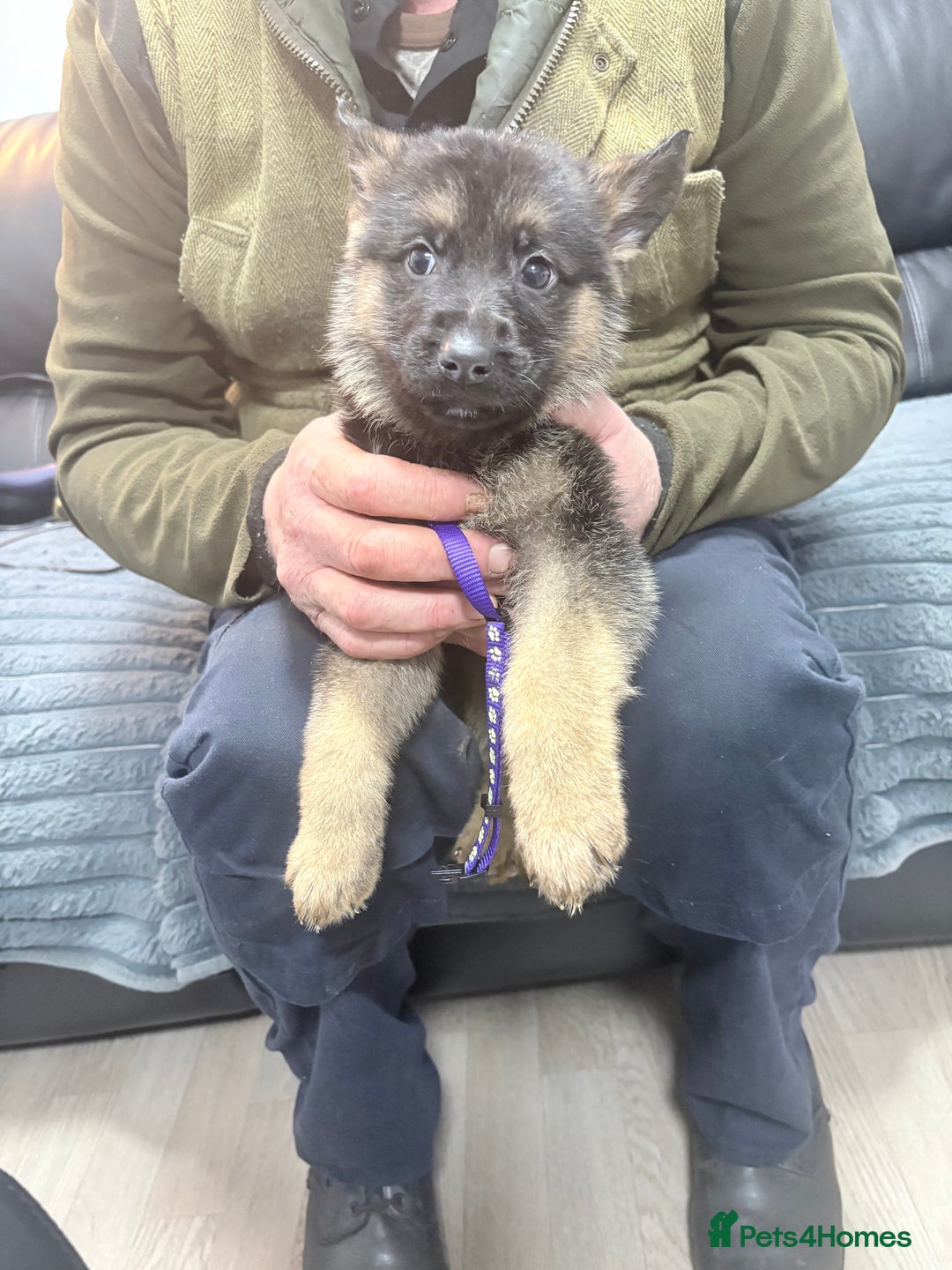 German Shepherd dogs for sale: German shepherd puppies - Advert 3