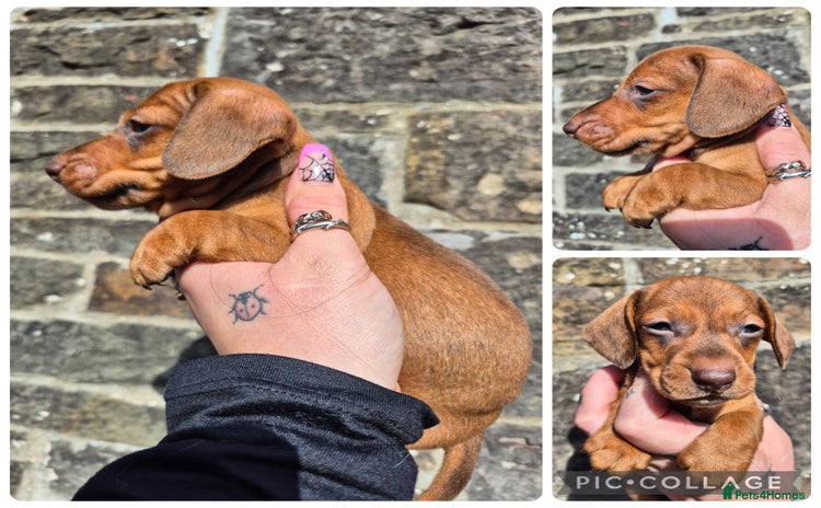 Miniature Dachshund dogs - Advert 4