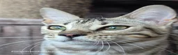 Bengal cats for sale: Bengal Brother & Sister  - Advert 8