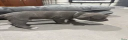 Staffordshire Bull Terrier dogs for sale: Staffordshire Bull Terrier puppies for sale  in London - Advert 2
