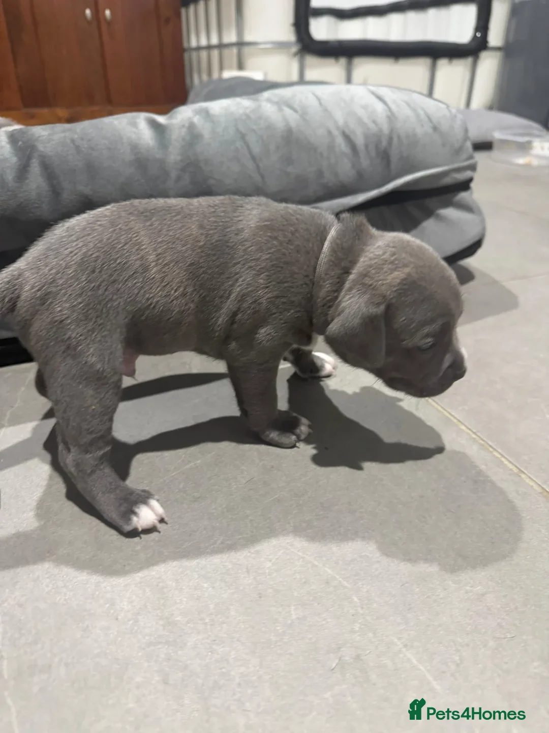 Staffordshire Bull Terrier dogs for sale: Staffordshire Bull Terrier puppies for sale  in London - Advert 2