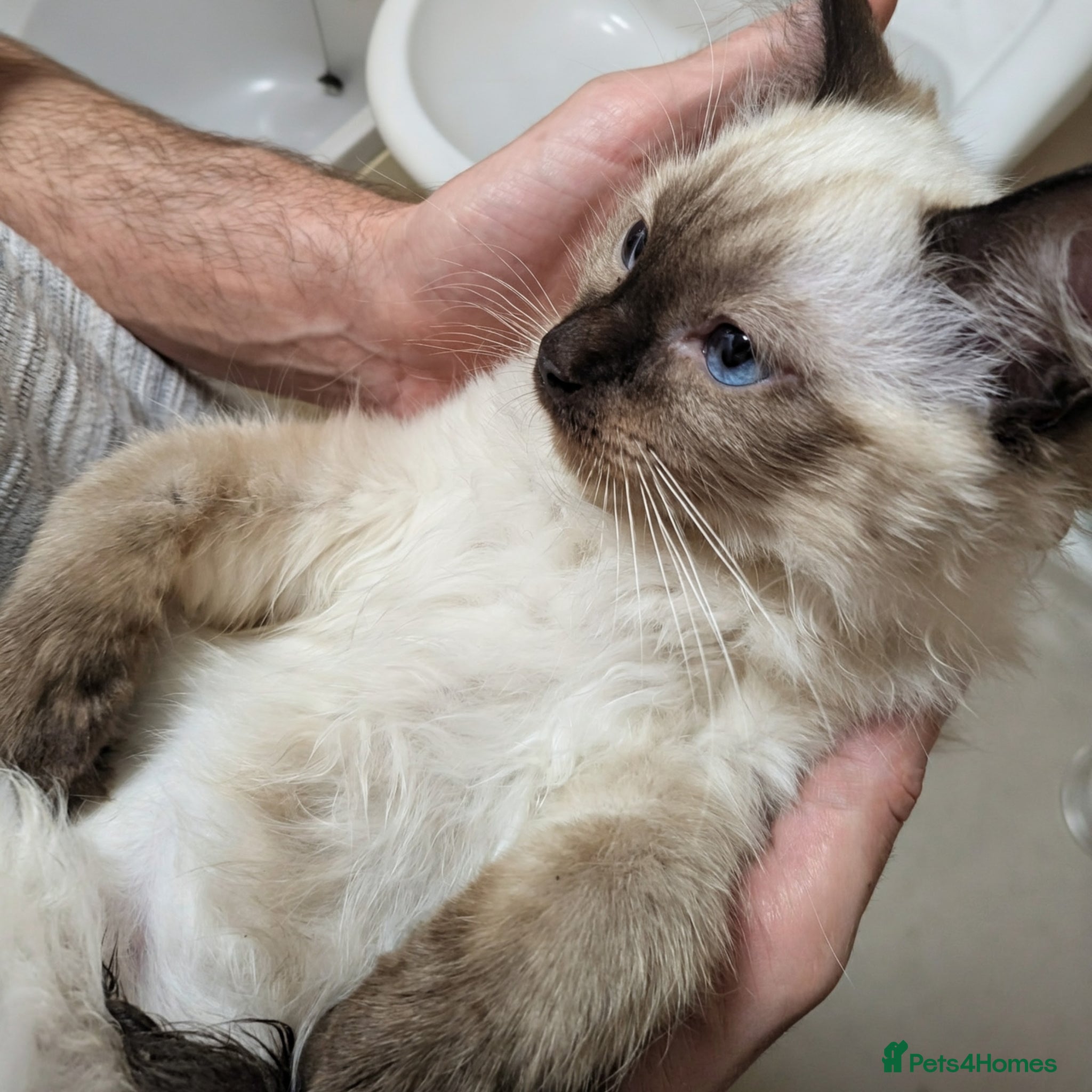 Ragdoll cats 🩵🫐🩵 READY NOW 🩵🫐🩵 LAST BOYS AVAILABLE! 🩵 - Advert 13