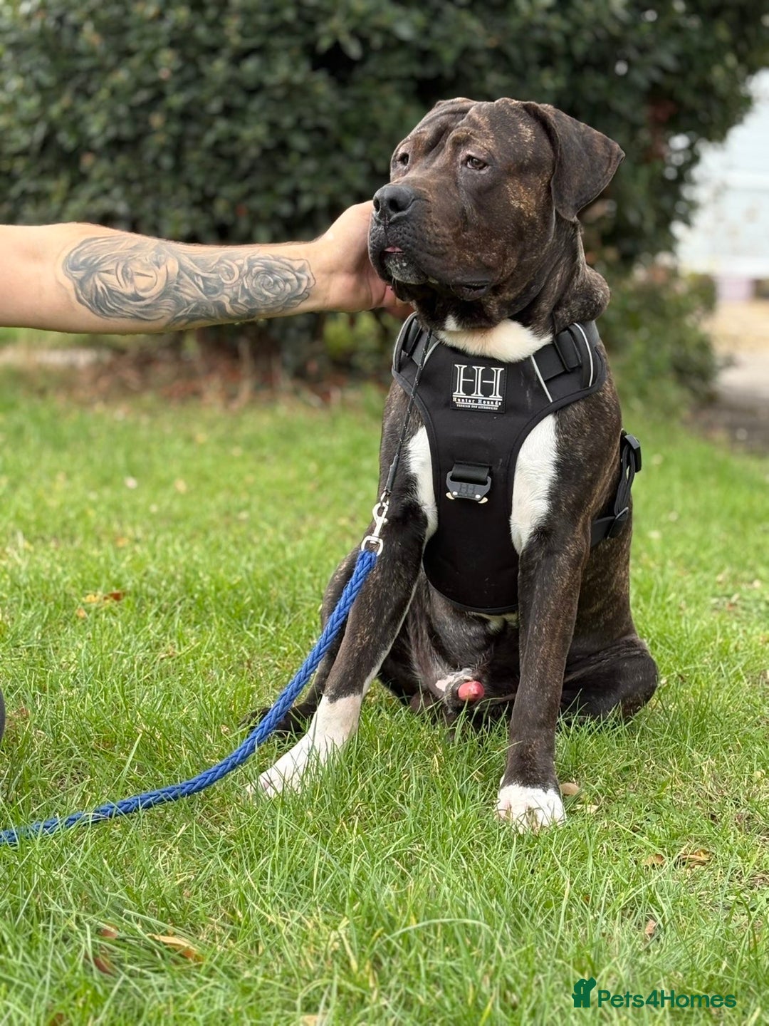 Presa Canario dogs for sale: Presa for rehoming  - Image 3