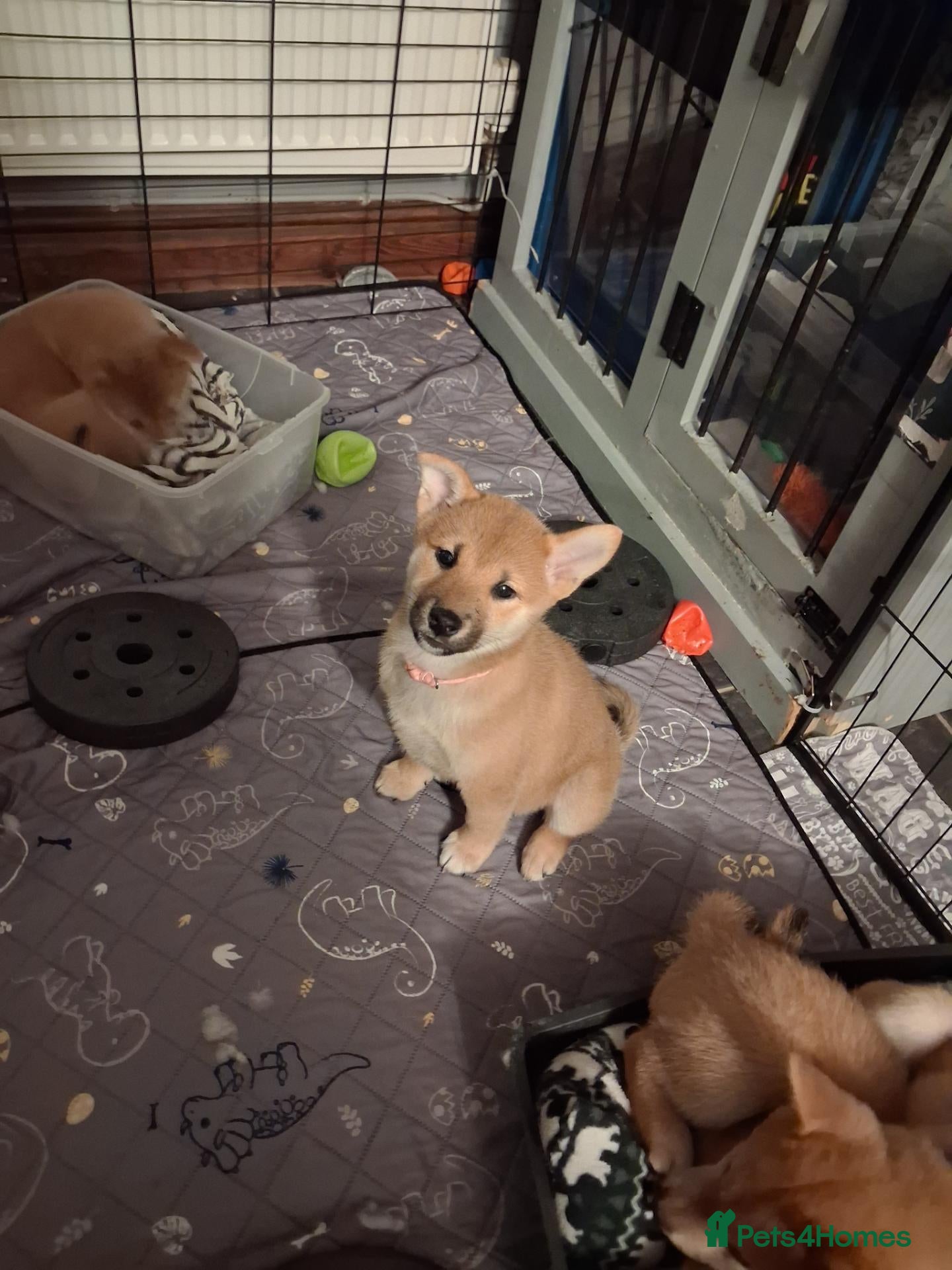 Japanese Shiba Inu dogs *New price! 3 left* all KC female shiba inus. - Advert 22