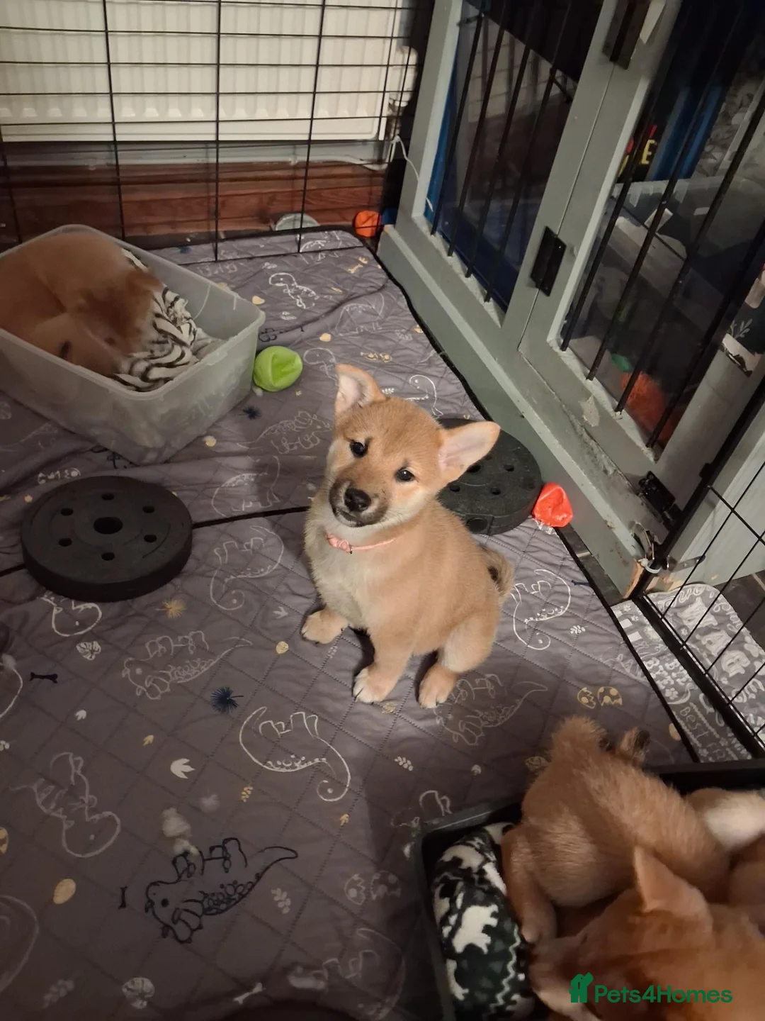 Japanese Shiba Inu dogs for sale: *New price! 3 left* all KC female shiba inus. - Advert 1