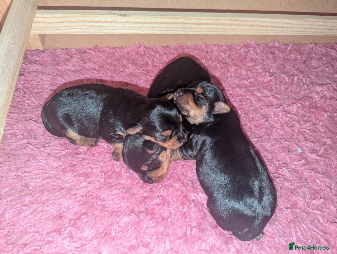 Yorkshire Terrier dogs for sale:  Yorkshire Terrier Puppies 😍🥰 2 available  - Image 4
