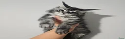 Maine Coon cats for stud: Milo Shaded stud ns11 - Advert 18