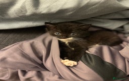 Mixed Breed cats for sale: Adorable kittens looking for their forever home  - Image 12