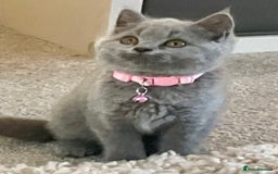 British Shorthair cats for sale: Beautiful British Blues longhair kittens 🩷💙 - Image 23