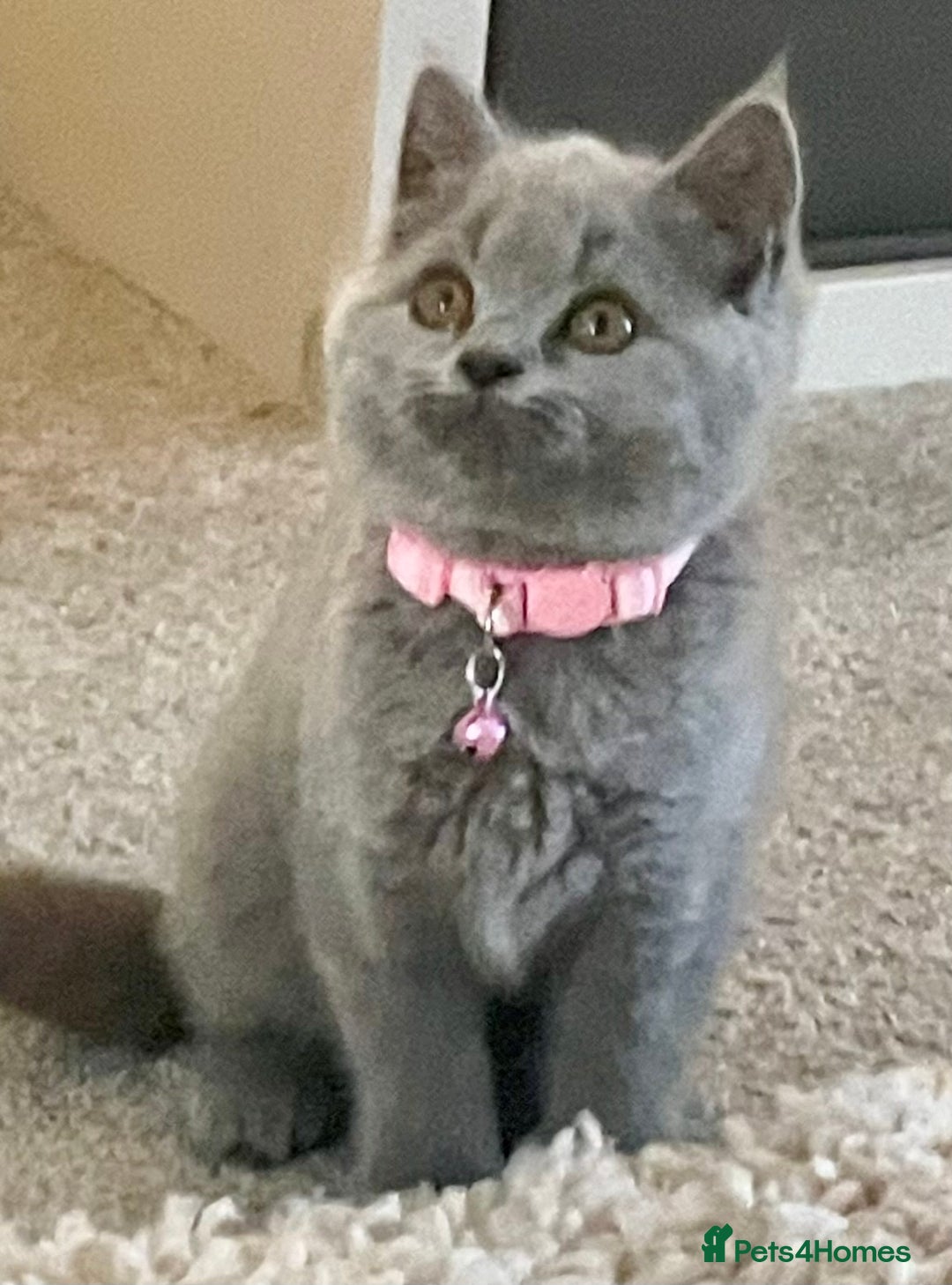 British Shorthair cats for sale: Beautiful British Blues longhair kittens 🩷💙 - Image 23