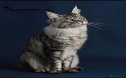 Maine Coon cats for sale: Ex stud . - Image 1