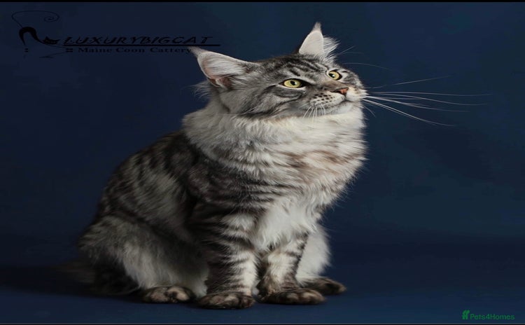 Maine Coon cats - Advert 16