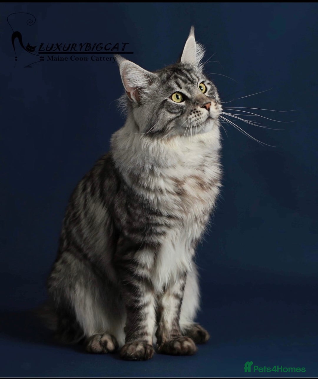 Maine Coon cats for sale: Ex stud . - Image 1