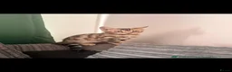 Bengal cats for sale: Two Bengals READY for their forever homes  - Advert 5