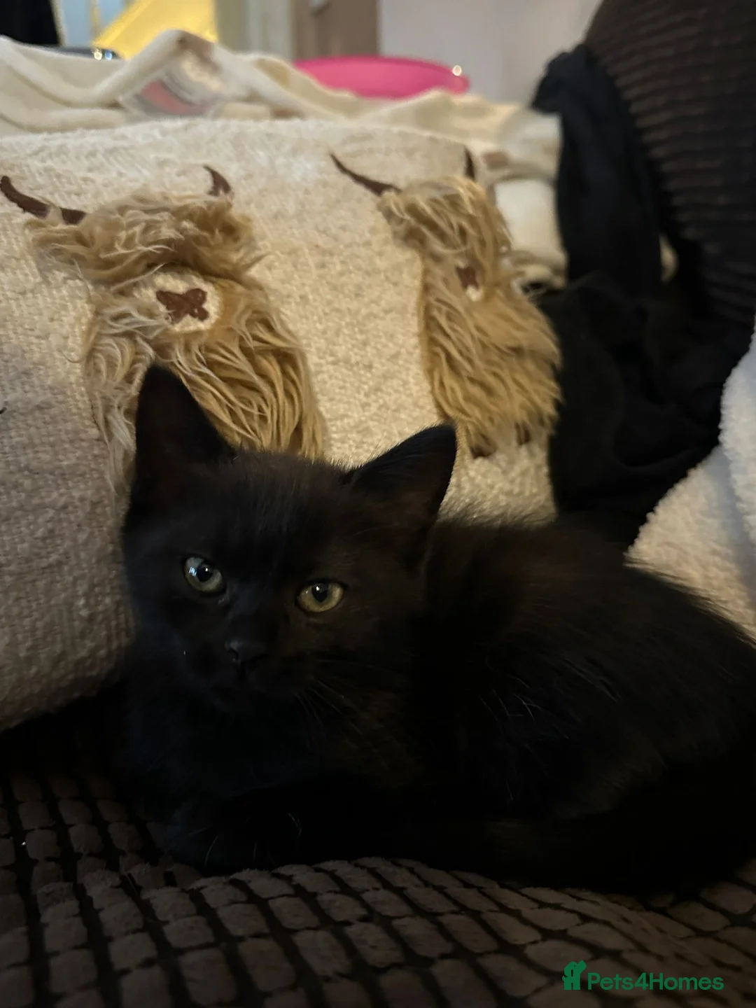 Manx cats for sale: ❤️ 5 adorable & mischievous Manx kittens  ❤️ - Advert 10