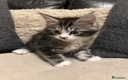 Maine Coon cats for sale: Maine Coon - Image 5