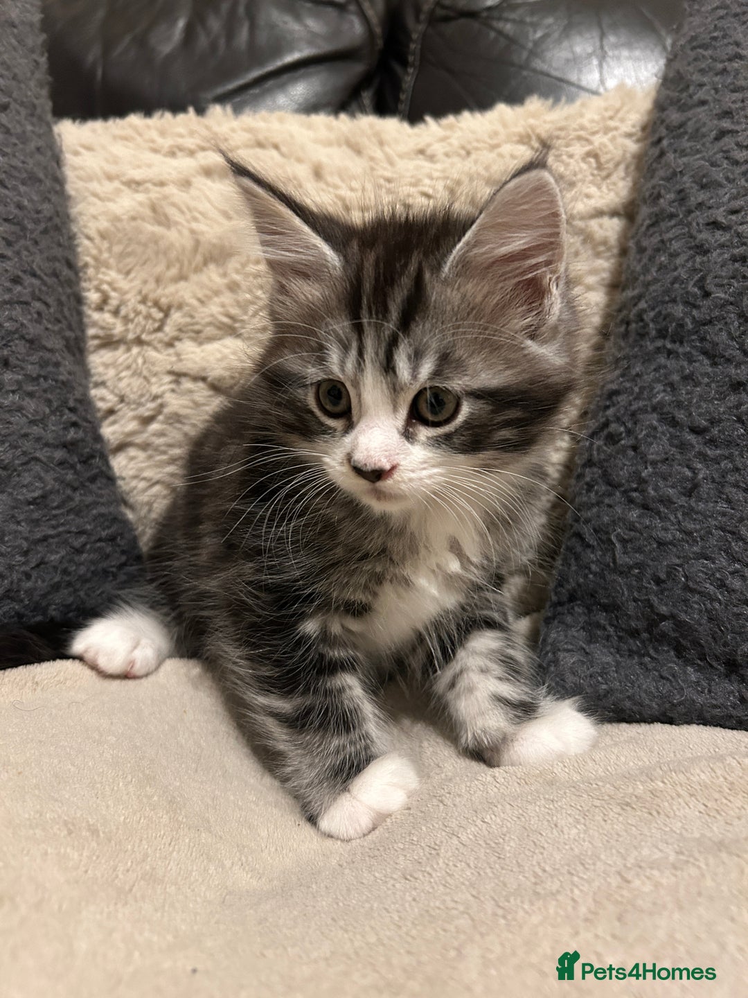 Maine Coon cats for sale: Maine Coon - Image 5