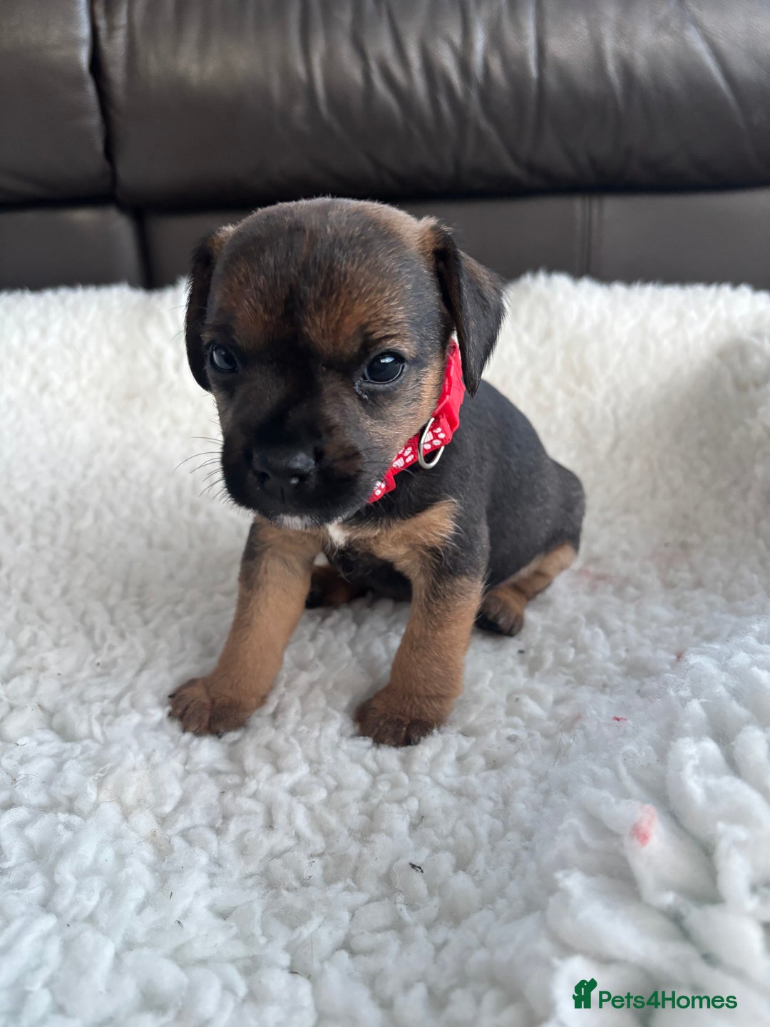 Mixed Breed dogs for sale: BorderJack Puppies - Advert 8