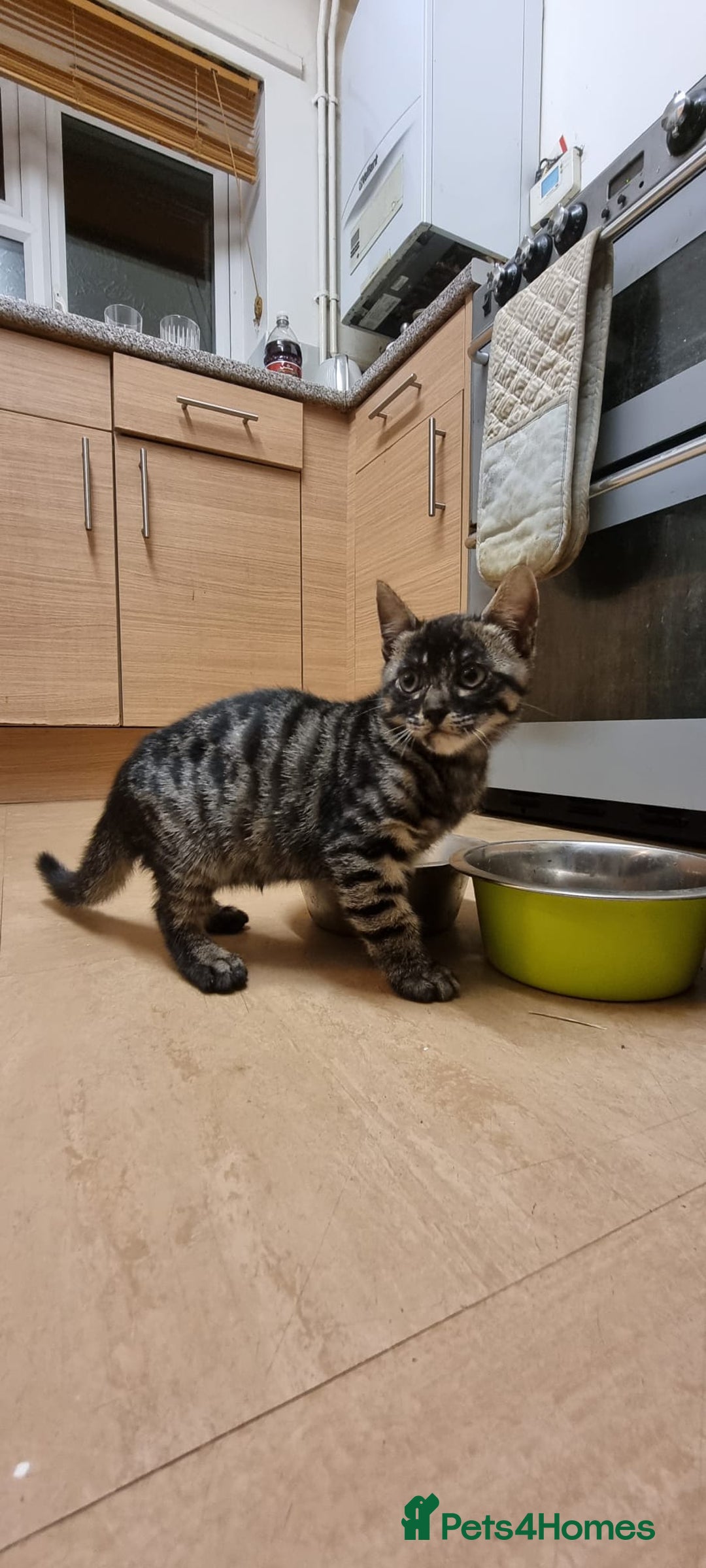 Bengal cats for sale: Purebred Bengal Male Kitten - Advert 4