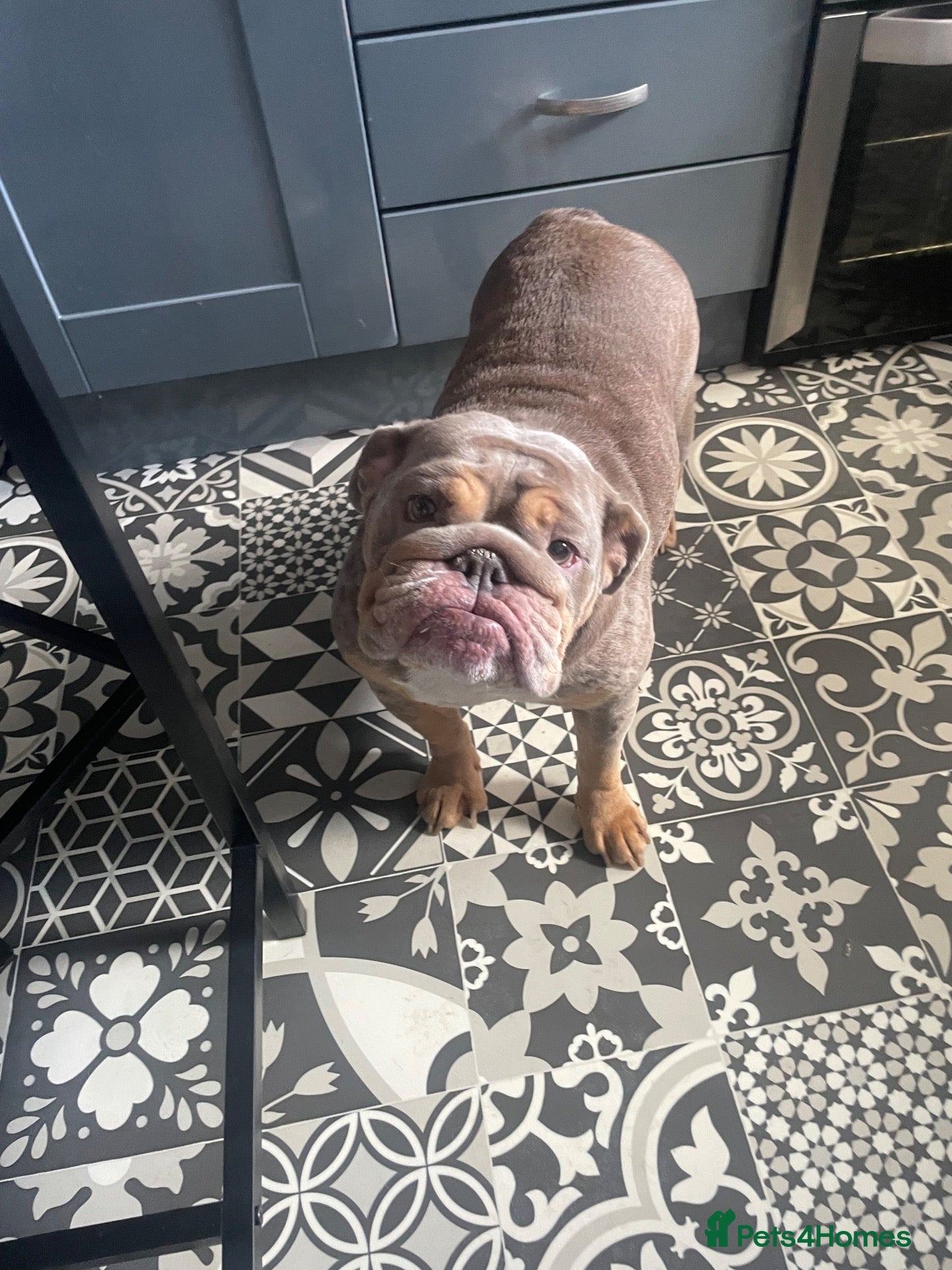English Bulldog dogs English bulldog female 3 years old £250 - Advert 1