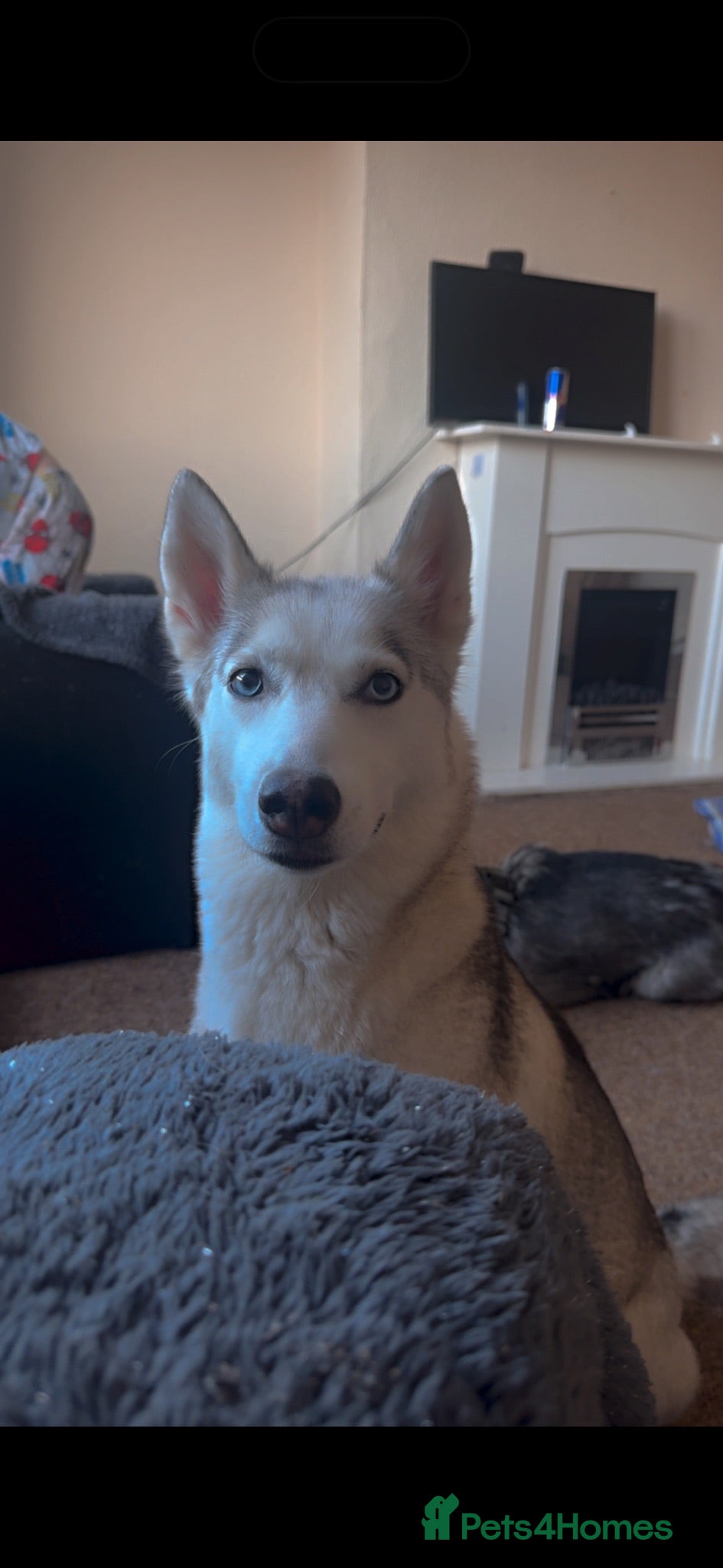 Siberian Husky dogs 2 husky’s pups for sale  - Advert 1