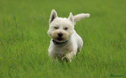 West Highland Terrier dogs for stud: Beautiful compact West Higjland Stud  - Image 2