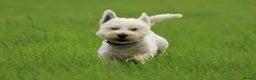 West Highland Terrier dogs for stud: Beautiful compact West Highland Stud  - Advert 2