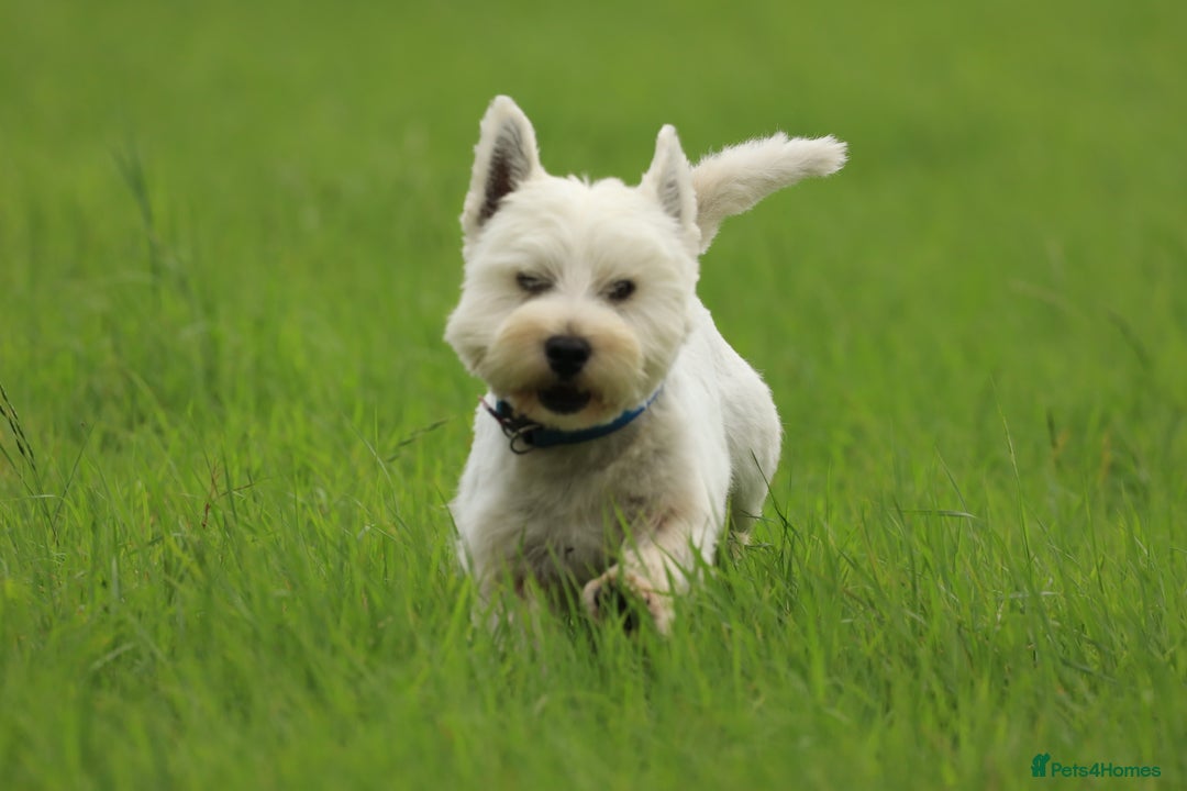 West Highland Terrier dogs for stud: Beautiful compact West Higjland Stud  - Image 2