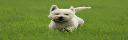 West Highland Terrier dogs for stud: Beautiful compact West Highland Stud  - Advert 2