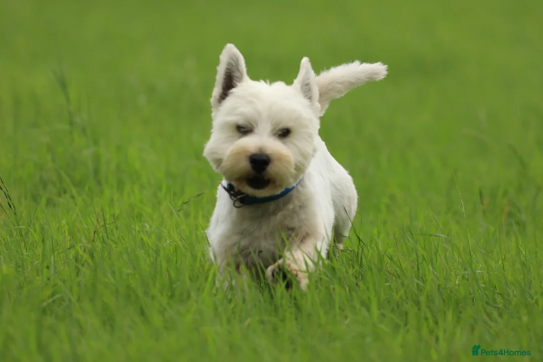 West Highland Terrier dogs for stud: Beautiful compact West Highland Stud  - Advert 2