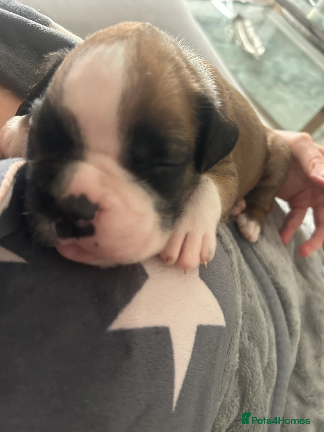 Boxer dogs for sale: Exceptional Litter - World Champion Bloodline  - Advert 20