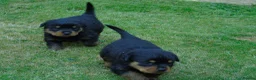 Rottweiler dogs for sale: Rottweiler puppies full German bloodline  in Newton-le-Willows - Advert 10