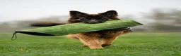 German Shepherd dogs for stud: Long Haired German shepherd  - Advert 3