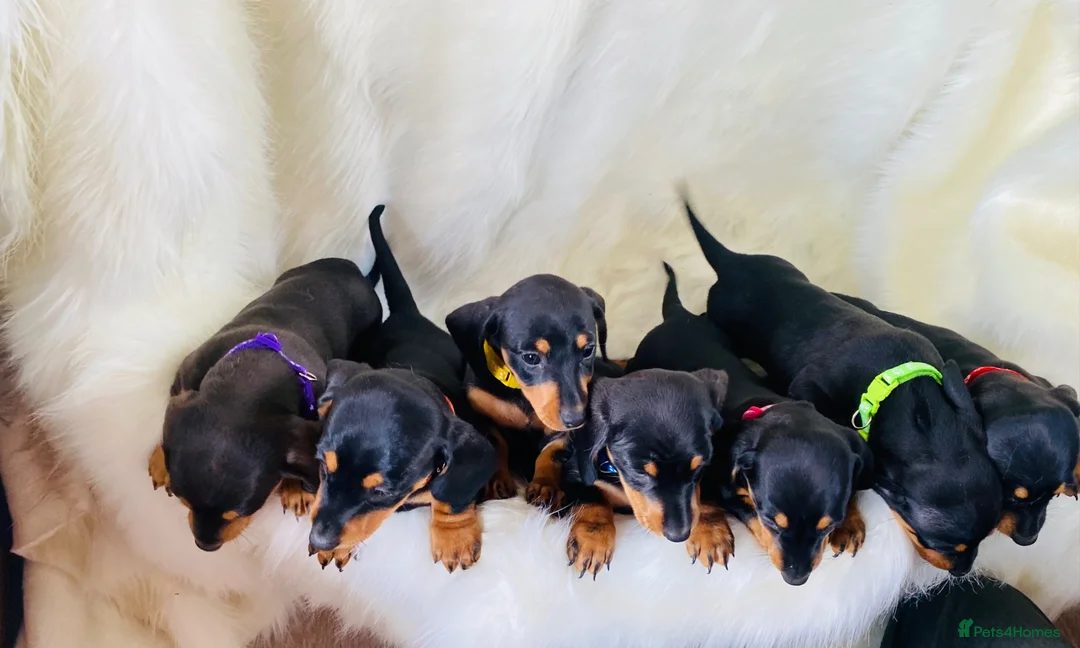Miniature Dachshund dogs for sale: STUNNING Miniature Dachshund Puppies!!! - Advert 2
