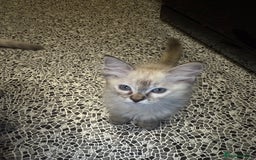 Ragdoll cats for sale: Pedigree Point Ragdoll kittens  - Image 7