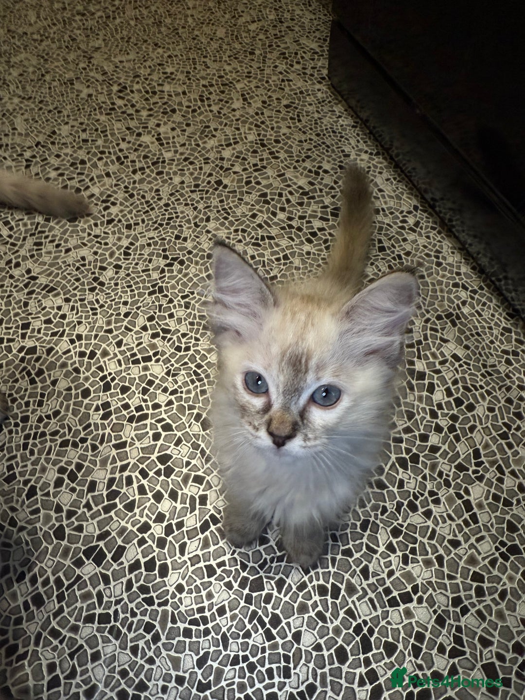 Ragdoll cats for sale: Pedigree Point Ragdoll kittens  - Image 7