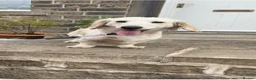 Miniature Dachshund dogs for stud: Perfect cream long haired miniature dachshund stud - Advert 4