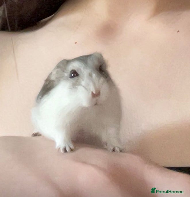 Hamster rodents Dwarf hamster needs rehoming  - Advert 1