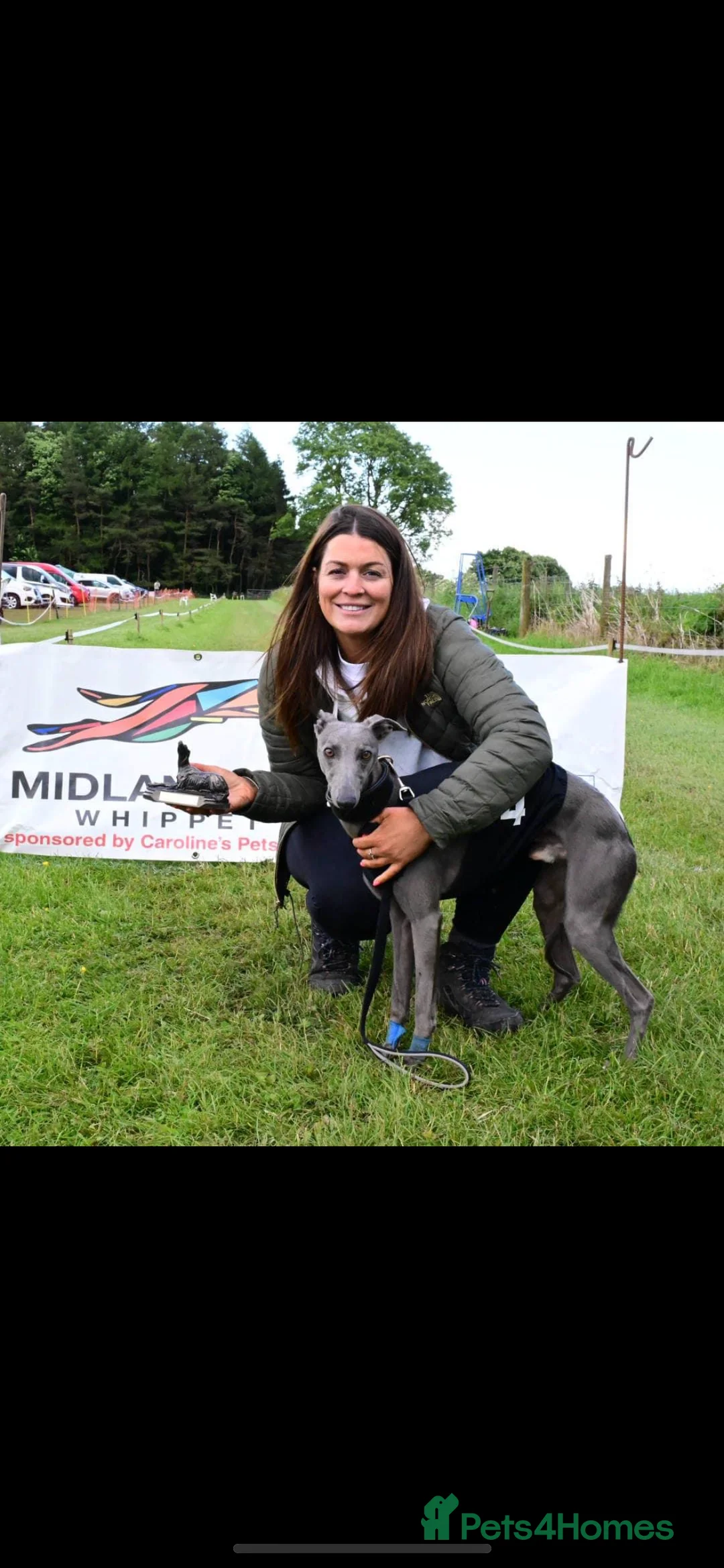 Whippet dogs for stud: KC Registered Blue Whippet Proven Stud Dog in Barnsley - Advert 14