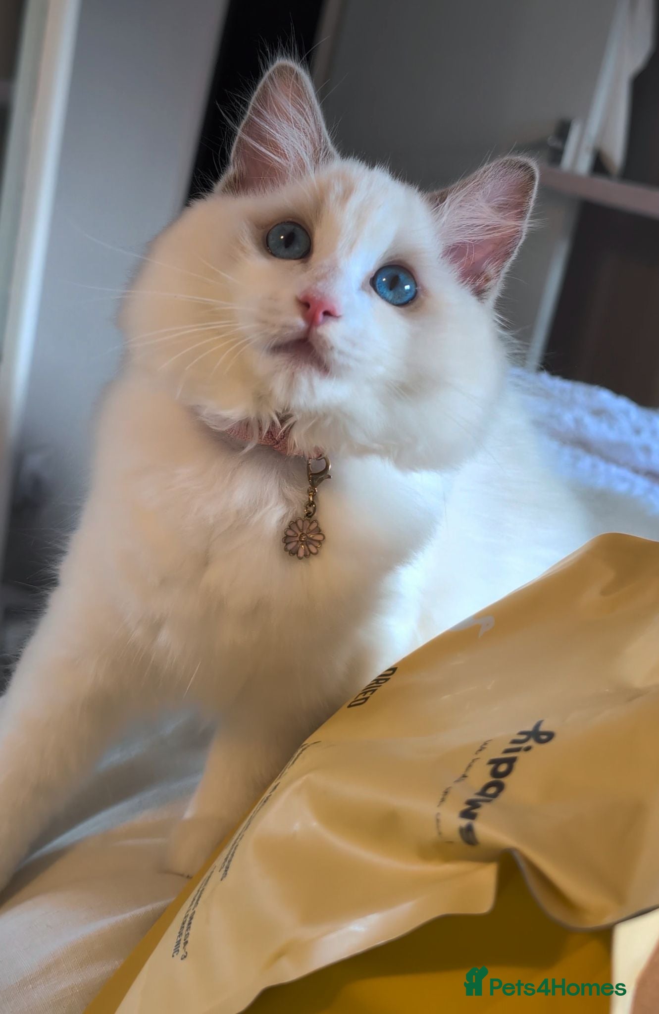 Ragdoll cats Last kitten left Tica imperial grand champion line - Advert 2