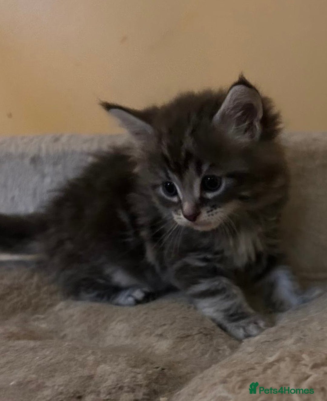 Maine Coon cats for sale: Maine coon kittens  - Image 26