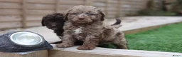 Cavapoo dogs for sale: F1 rare chocolate/choc Merle Cavapoo pups - Advert 2