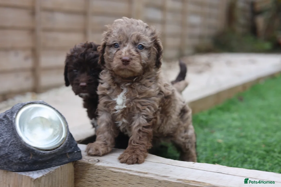 Cavapoo dogs for sale: F1 rare chocolate/choc Merle Cavapoo pups - Advert 2