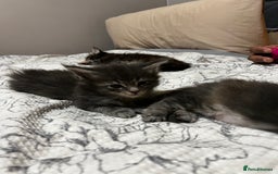 Maine Coon cats for sale: Beautiful Maine coon kittens  - Advert 6