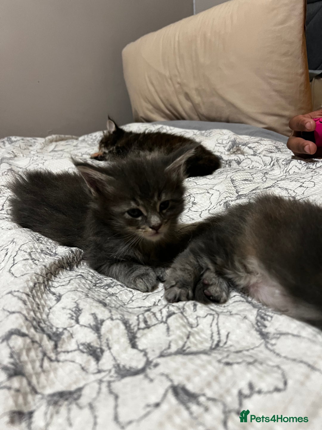 Maine Coon cats for sale: Beautiful Maine coon kittens  - Advert 6